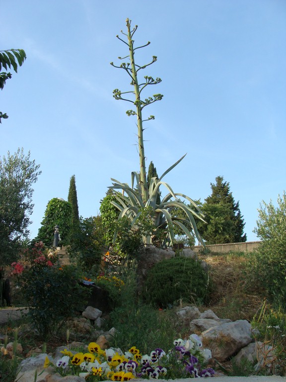 Agava (7)